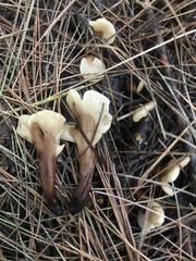 Spathulariopsis velutipes