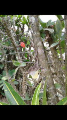 Anolis cybotes