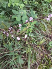 Hylodesmum glutinosum