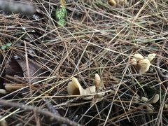 Spathulariopsis velutipes