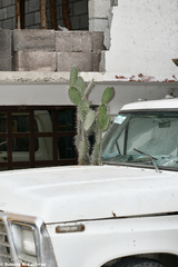 Opuntia lasiacantha