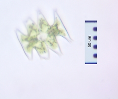 Micrasterias pinnatifida