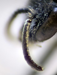 Lasioglossum brevicorne