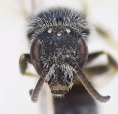 Lasioglossum brevicorne