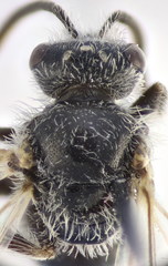 Lasioglossum brevicorne