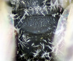 Lasioglossum brevicorne