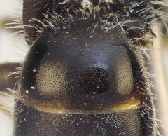 Lasioglossum brevicorne