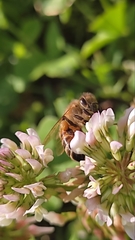 Apis mellifera