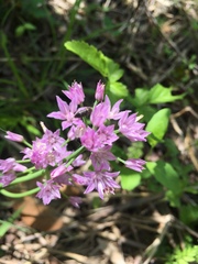 Acmaeodera