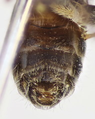 Lasioglossum brevicorne