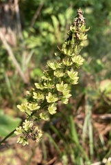 Stenanthium tennesseense