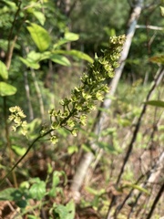 Stenanthium tennesseense