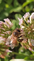Apis mellifera