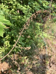 Stenanthium tennesseense