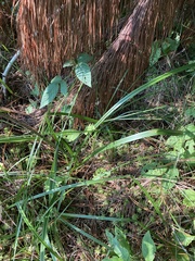 Stenanthium tennesseense