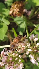 Apis mellifera