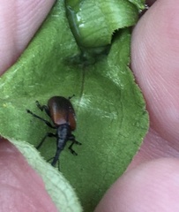 Haplorhynchites aeneus