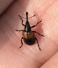 Haplorhynchites aeneus