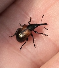 Haplorhynchites aeneus