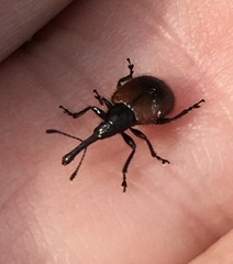 Haplorhynchites aeneus