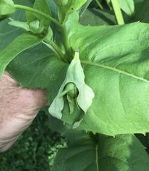 Haplorhynchites aeneus