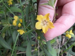 Lysimachia lanceolata