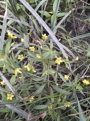 Lysimachia lanceolata