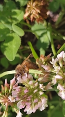 Apis mellifera