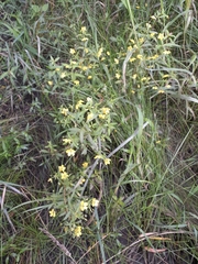 Lysimachia lanceolata