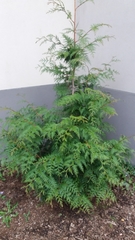 Thuja plicata