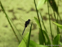 Erythemis plebeja