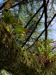 Polypodium