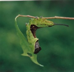 Kamalia australis