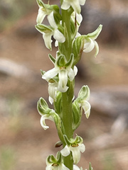 Platanthera yadonii
