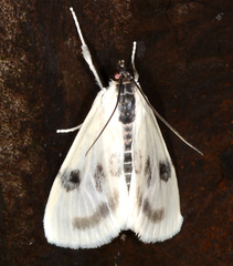 Cliniodes ostreonalis