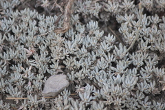 Eriogonum kennedyi