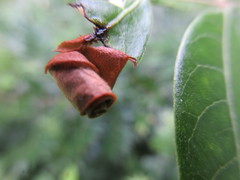 Synolabus nigripes