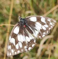 Trombidium breei