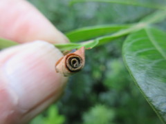 Synolabus nigripes