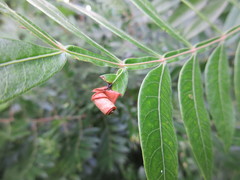 Synolabus nigripes