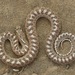 Arizona elegans - Photo (c) Zach Lim, μερικά δικαιώματα διατηρούνται (CC BY-NC), uploaded by Zach Lim