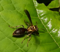 Polybia chrysothorax
