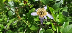 Passiflora bicornis