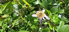 Passiflora bicornis