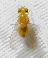 Neogriphoneura