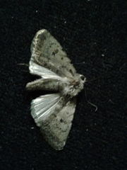 Caradrina meralis
