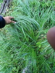 Festuca scoparia