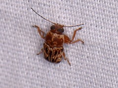 Pachybrachis turbidus