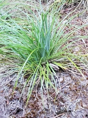 Festuca scoparia