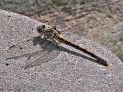 Progomphus joergenseni